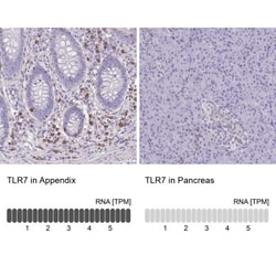 TLR7 Antibody, Novus Biologicals:Antibodies:Primary Antibodies